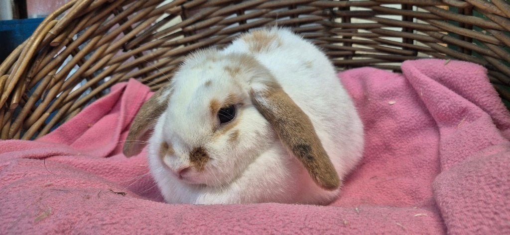 Voedster COCO uit de opvang zoekt een tehuis!, Dieren en Toebehoren, Konijnen, Vrouwelijk, Dwerg
