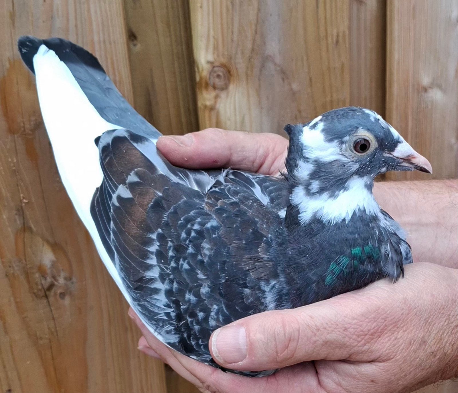 postduiven JAN AARDEN met kuifje, Meerdere dieren, Postduif