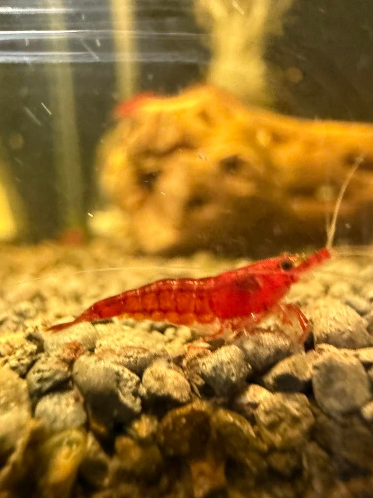 Boody Mary garnalen, Dieren en Toebehoren, Vissen | Aquariumvissen, Kreeft, Krab of Garnaal