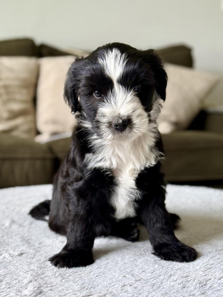 Lieve Tibetaanse Terriër Puppy | Reu, raszuiver met stamboom, Dieren en Toebehoren, 8 tot 15 weken, Parvo, Eén hond, Nederland