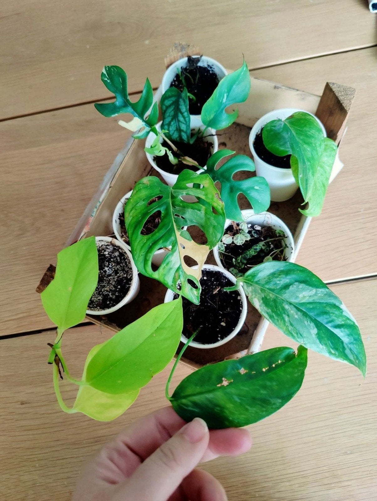 Kamerplanten mini's pakket, Huis en Inrichting, Kamerplanten, Ophalen, Halfschaduw, Minder dan 100 cm