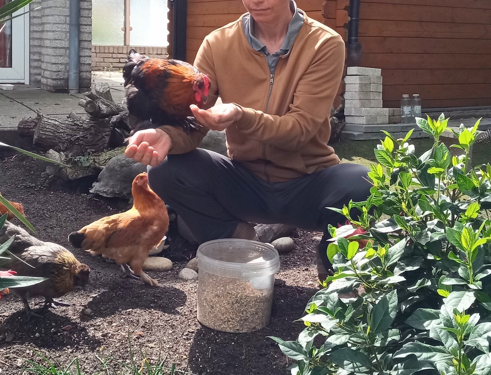 Jonge haan, Dieren en Toebehoren, Mannelijk, Kip