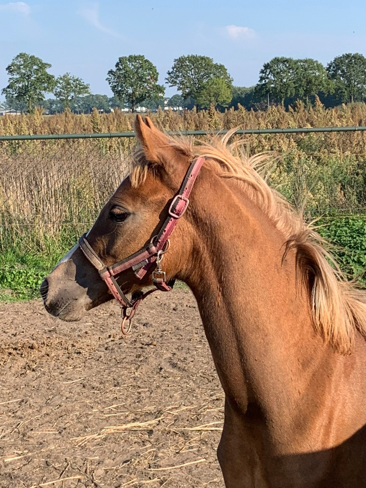 Te koop mooi merrie veulen NRPS, Merrie, Dressuurpony, Niet van toepassing, 0 tot 2 jaar