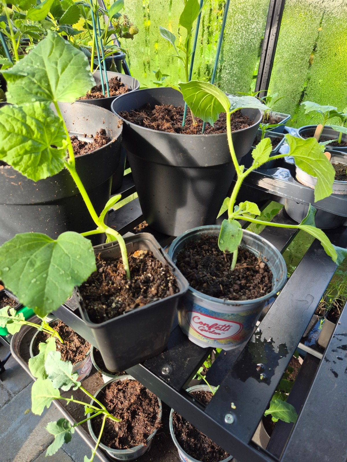 Suikermeloen planten - klaar om te planten!, Ophalen of Verzenden, Overige soorten, Volle zon