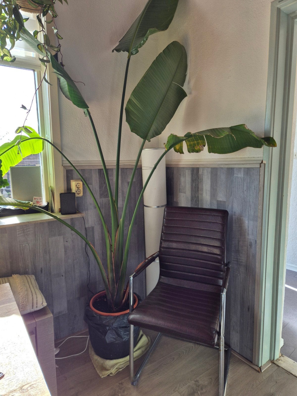 Strelitzia (Paradijsvogelplant), Huis en Inrichting, Ophalen, Groenteplant, Halfschaduw, 150 tot 200 cm