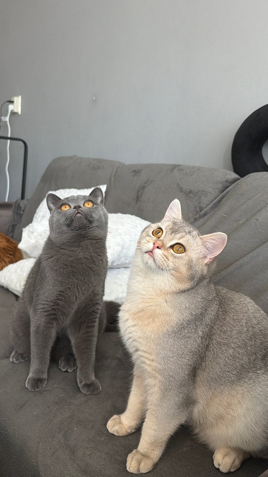 British Shorthair, Meerdere dieren