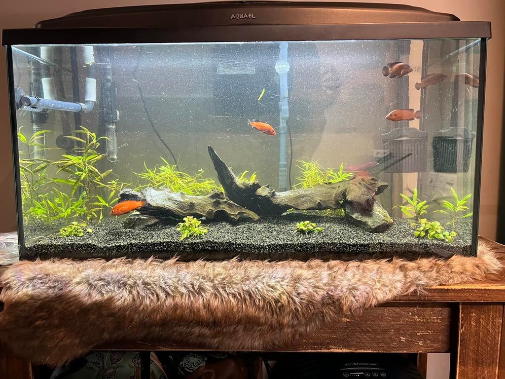 Aquarium 80 cm compleet, Dieren en Toebehoren, Vissen | Aquaria en Toebehoren, Ophalen, Gevuld zoetwateraquarium