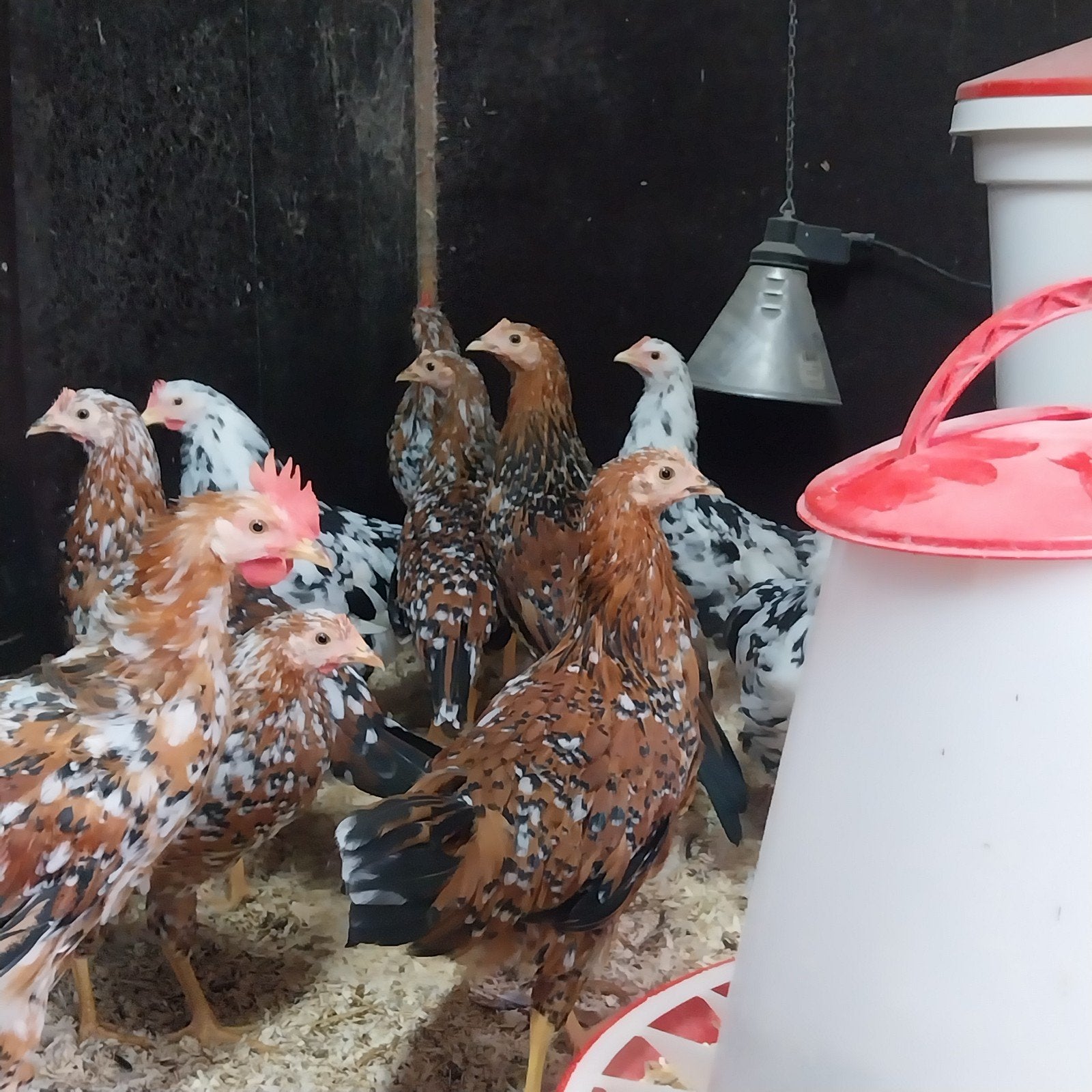 Laatste paar jonge leghennen!, Dieren en Toebehoren, Meerdere dieren, Kip