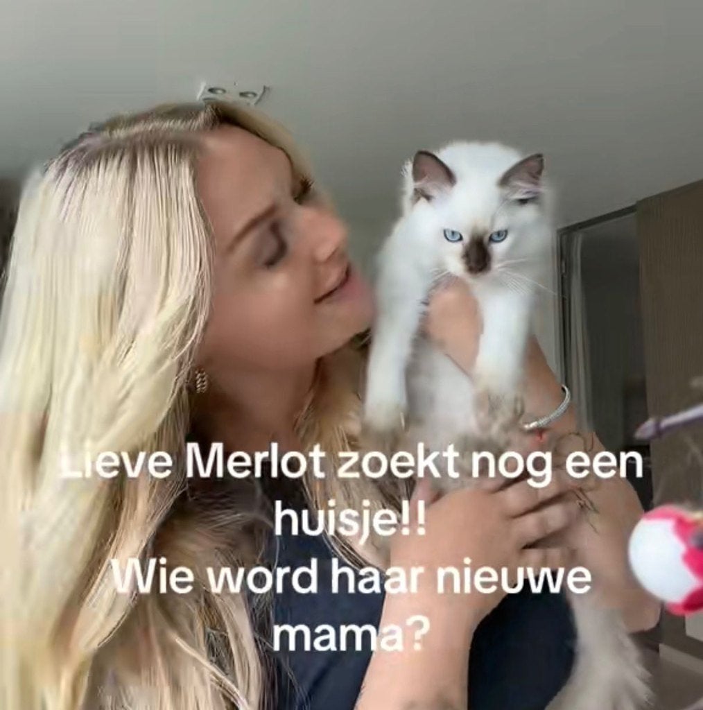 Nog 1 Ragdoll kitten 13 weken: mag gelijk mee! Met stamboom, Poes, Met stamboom, 0 tot 2 jaar