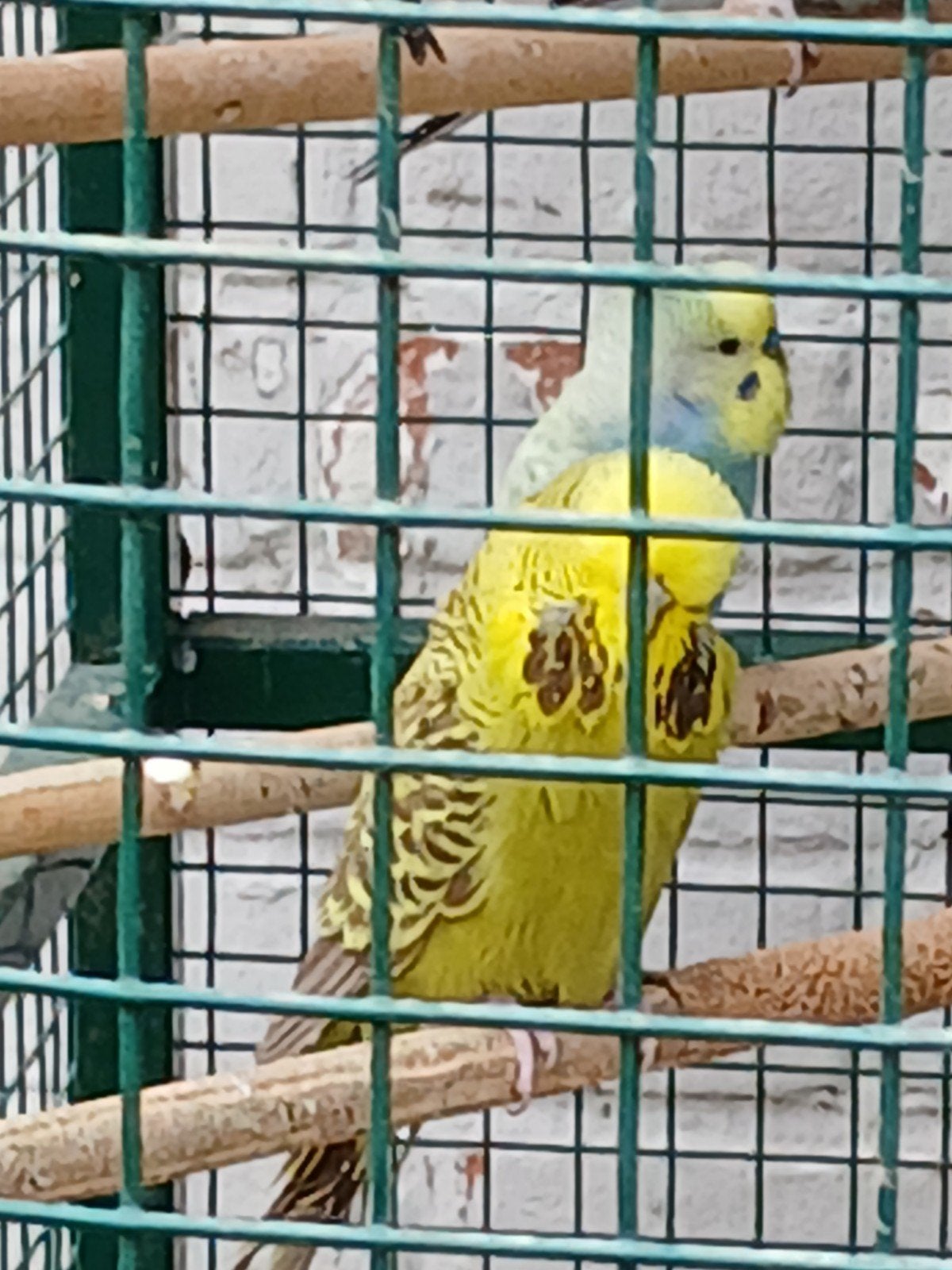 Jonge grasparkieten en roderug parkiet te koop, Dieren en Toebehoren, Vogels | Parkieten en Papegaaien, Meerdere dieren, Parkiet
