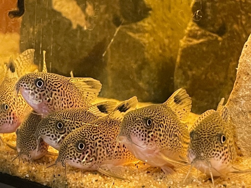 Hoplisoma (corydoras) Julii F1, Vis, Zoetwatervis
