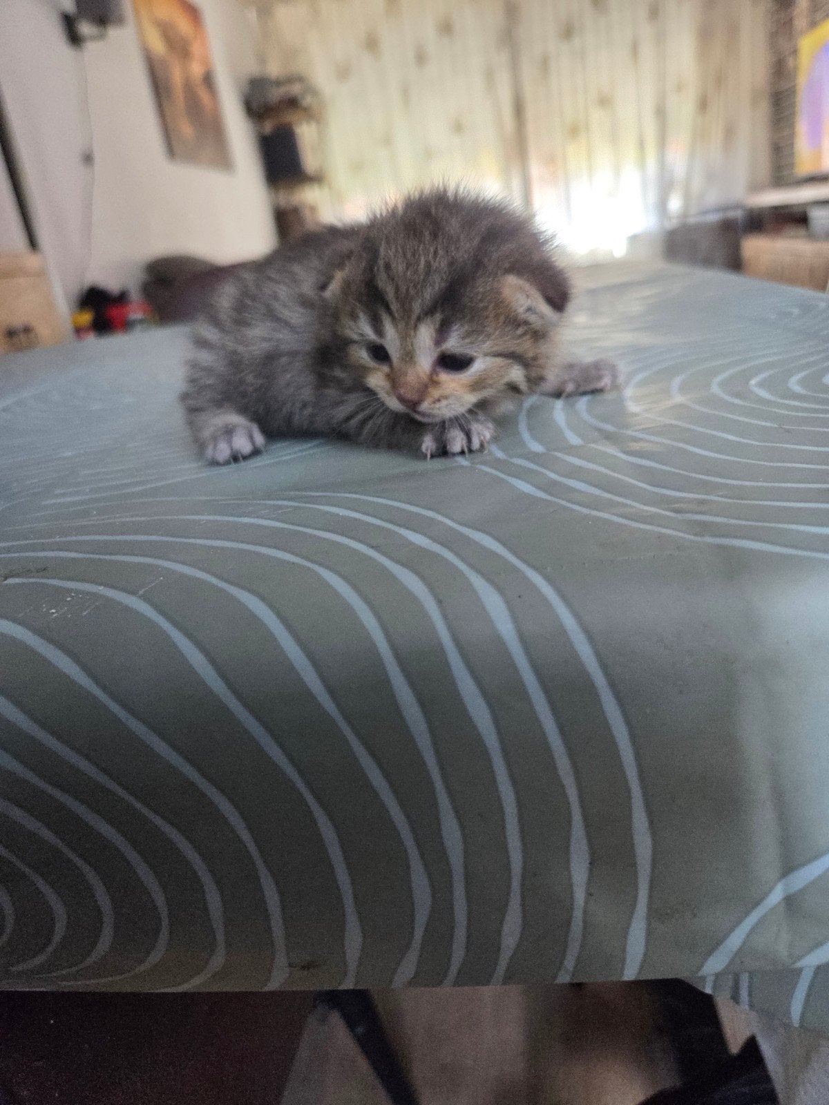 Kruising kittens  alleen katers nog, Meerdere dieren, Ontwormd