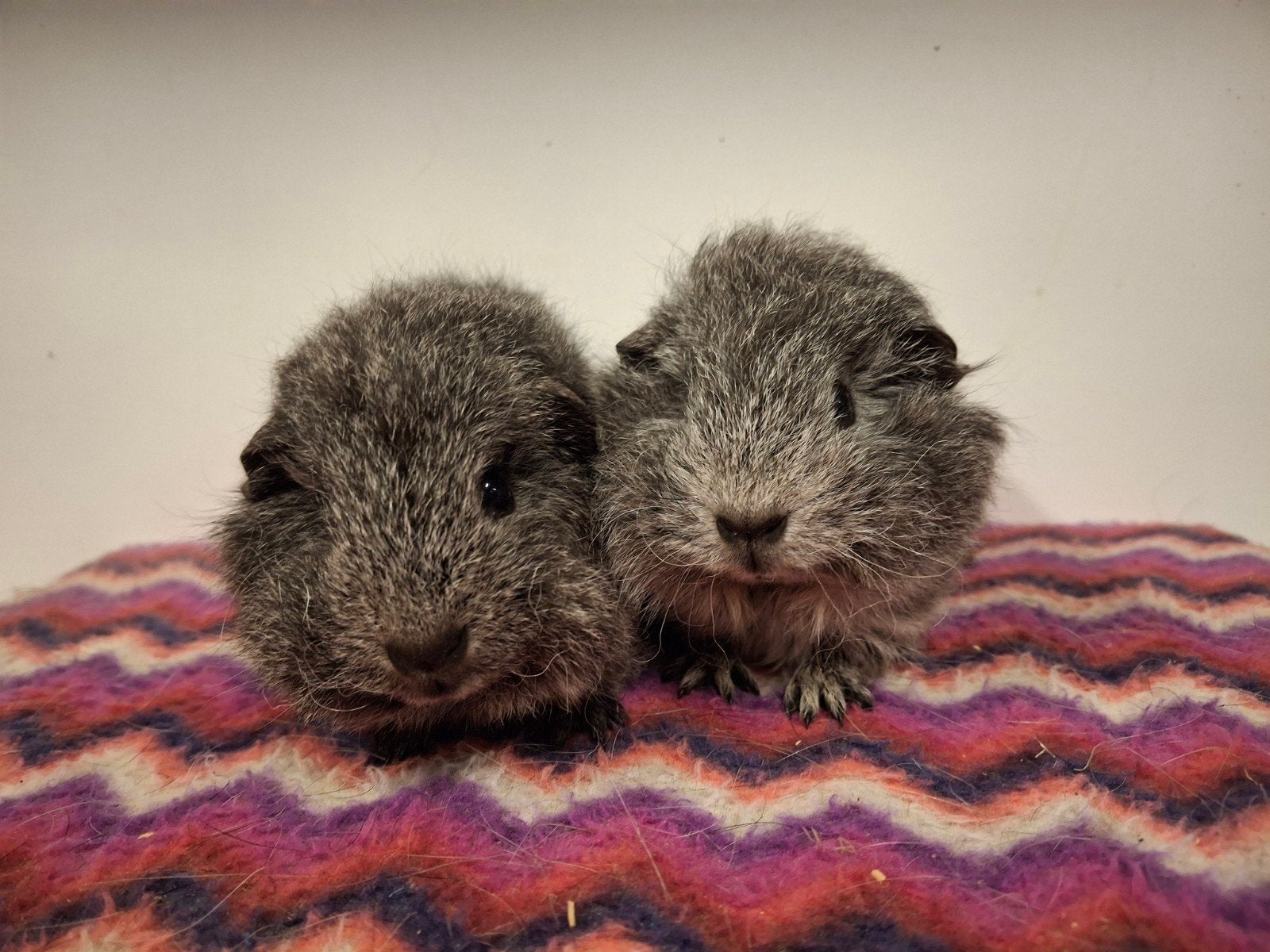 zilveragouti CH-teddy beertjes, Dieren en Toebehoren, Cavia, Mannelijk, Juli, Tam