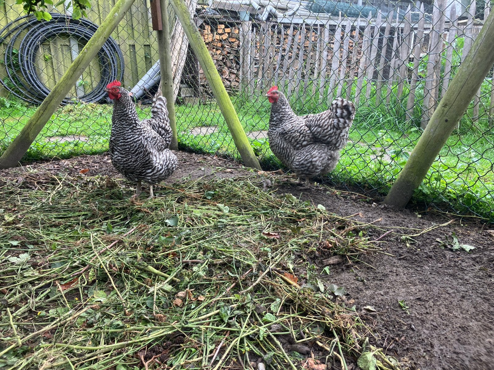 Blauw koperhalzige Marans haan & Nrd H blauwe kippen, Dieren en Toebehoren, Mannelijk, Kip