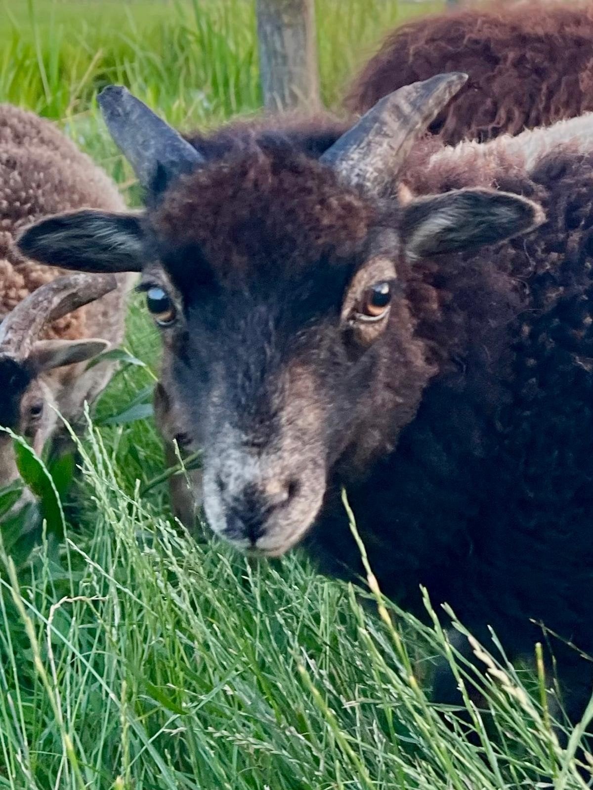 Ouessant ram lam zwart schimmel, Mannelijk, Schaap, 0 tot 2 jaar