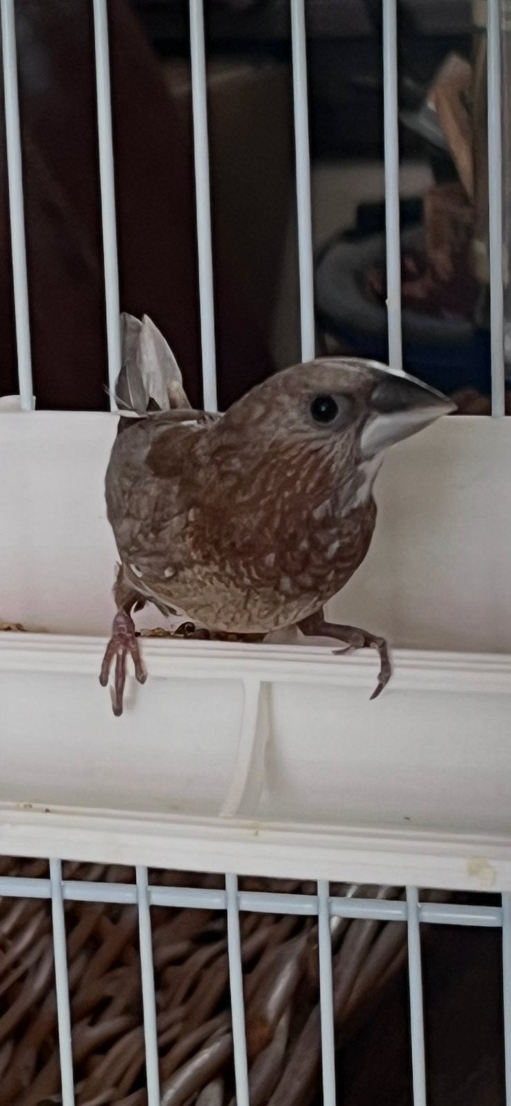 Japans meeuwtje. Mrt 2026. Pop.Pearl, Dieren en Toebehoren, Vrouwelijk