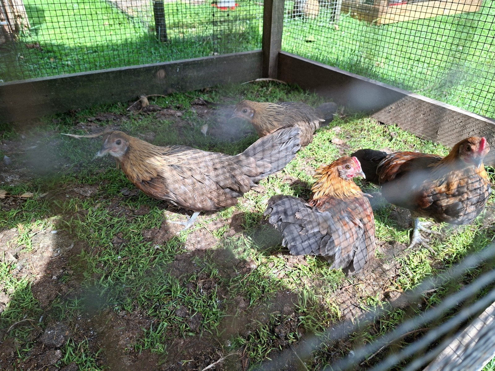 Hollandse kriel kippen, Meerdere dieren, Kip