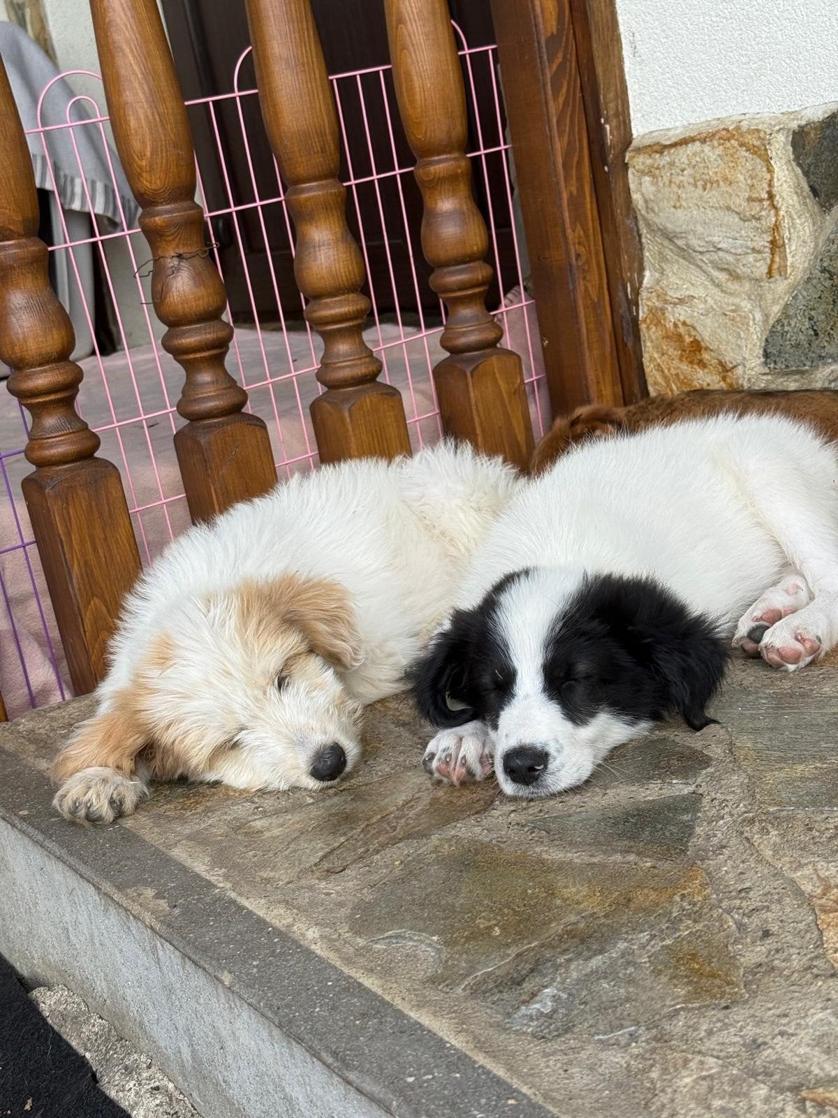 Puppy reu/reu ter adoptie middelgroot, Dieren en Toebehoren, Honden | Niet-rashonden, Particulier, 15 weken tot 1 jaar, Buitenland