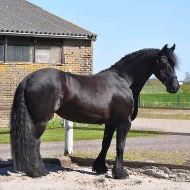 Fries paard, stamboek merrie, Dieren en Toebehoren, Paarden, Merrie, Minder dan 160 cm, 7 tot 10 jaar, Recreatiepaard