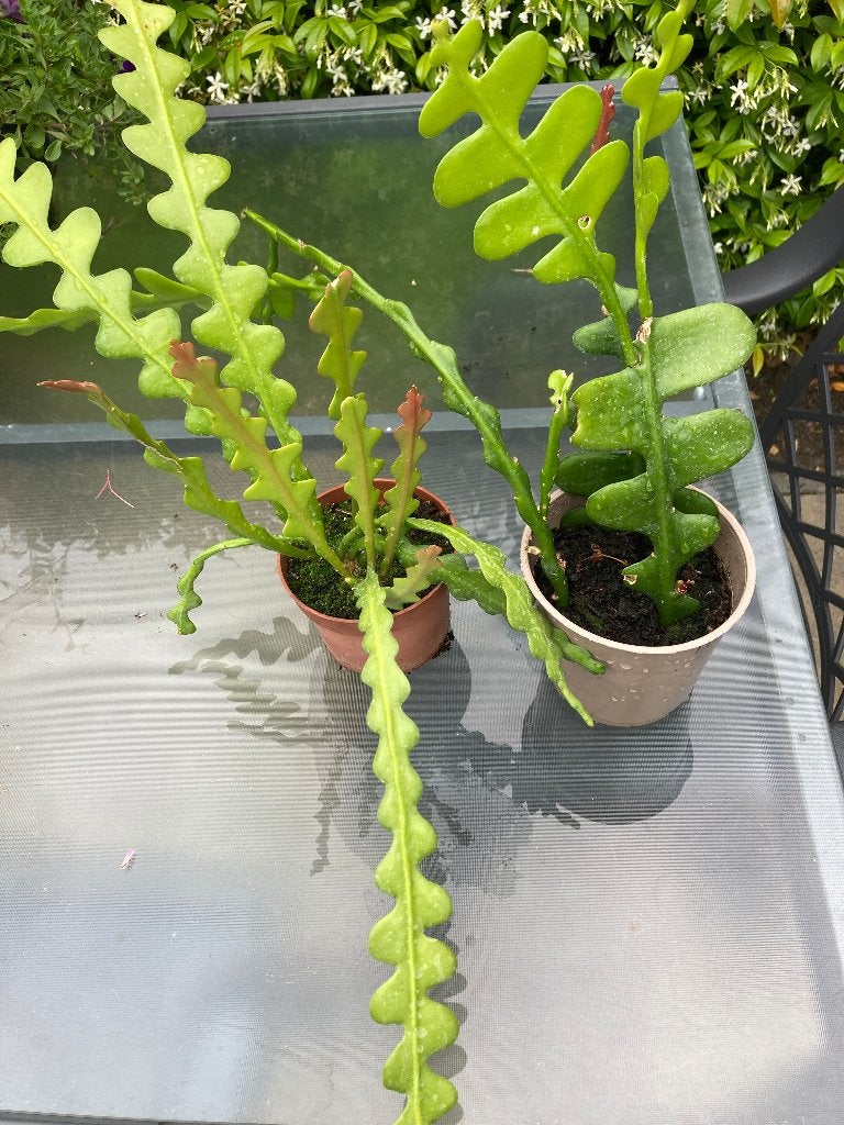 Zaagcactus, Ophalen, Overige soorten, Halfschaduw, Minder dan 100 cm