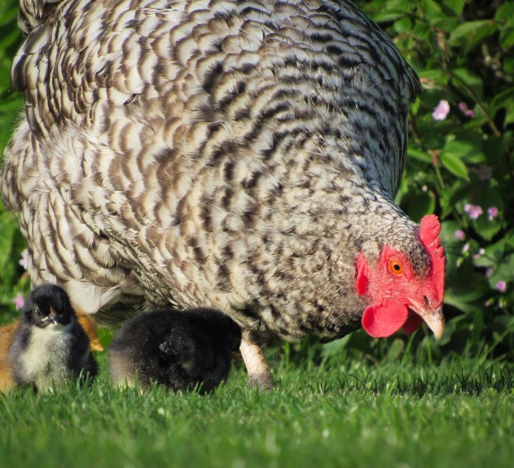 Prachtige moederkip met kleine kuikentjes te koop, Meerdere dieren, Kip