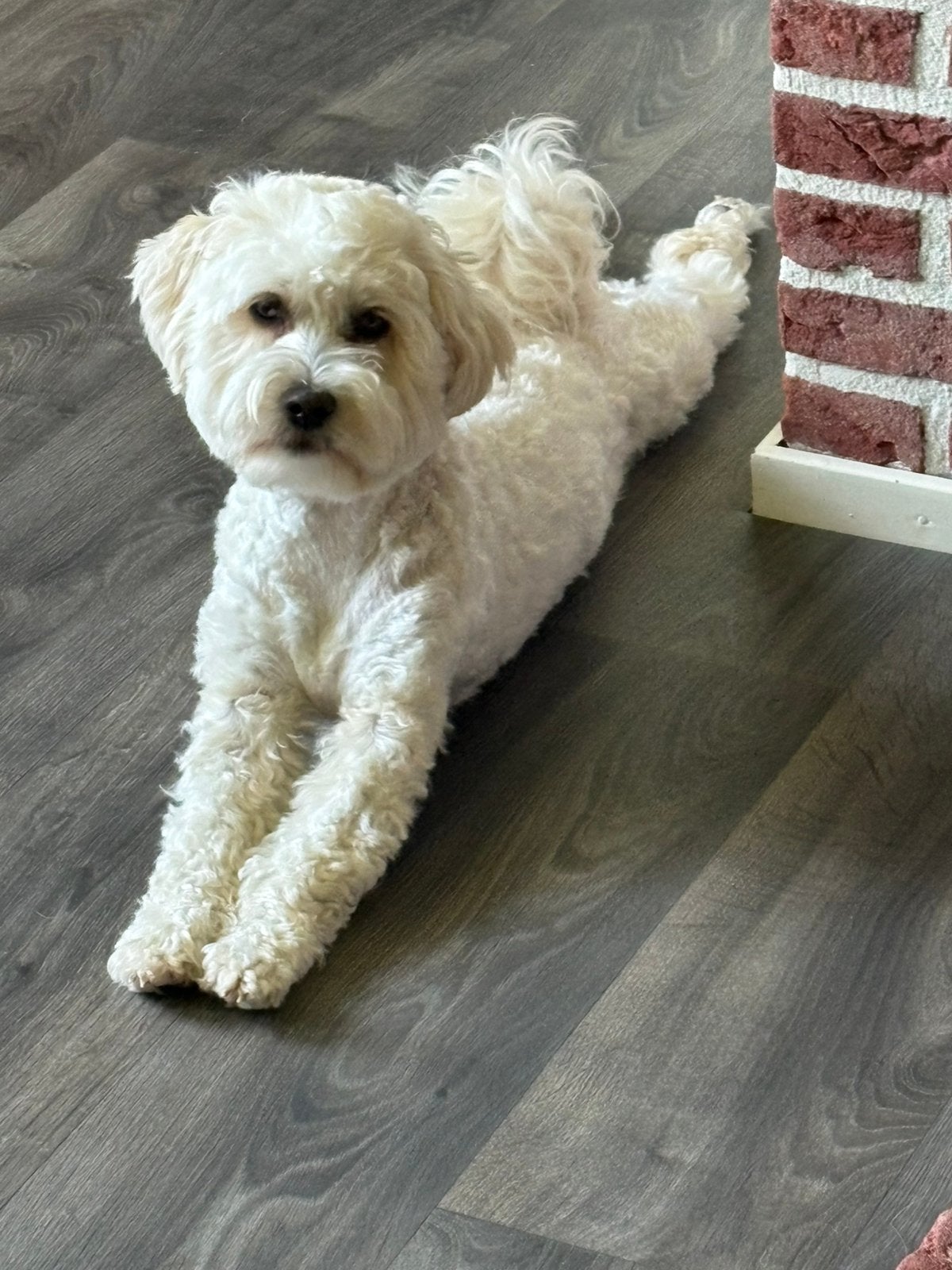 Maltipoo pups in aantocht rond 25 oktober, Dieren en Toebehoren, Overige rassen, 8 tot 15 weken, Meerdere, Meerdere dieren