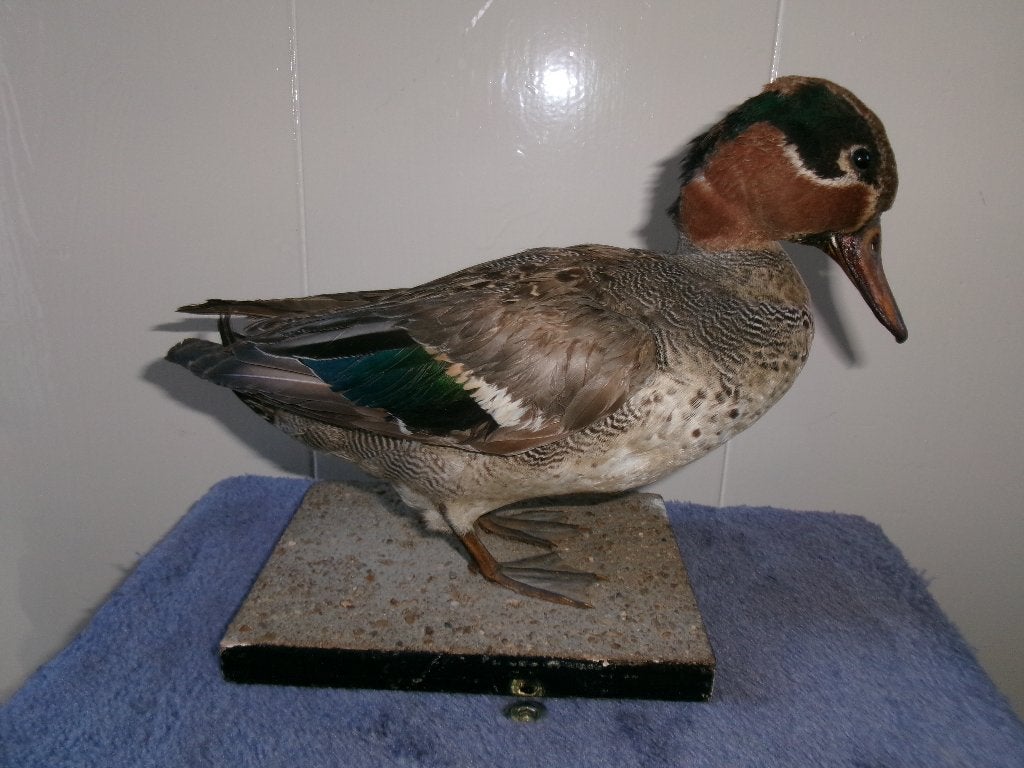 Mooie opgezette mannetjes wintertaling, Ophalen of Verzenden, Zo goed als nieuw, Vogel, Opgezet dier