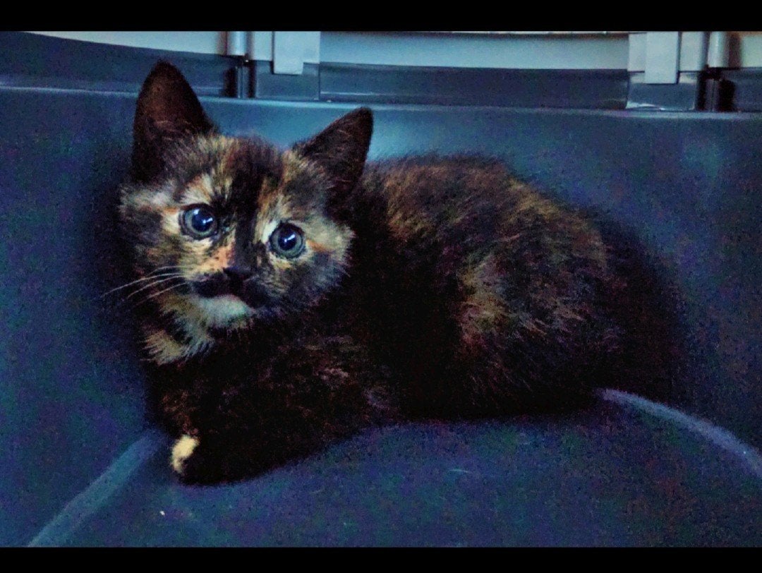 Laatste kitten uit het nest Britse langhaar x europees mix, Poes, Kortharig, 0 tot 2 jaar
