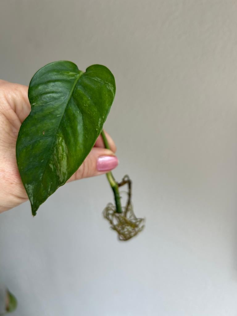 Epipremnum albo variegata, gewortelde stek en wetstick, Huis en Inrichting, Kamerplanten, Ophalen of Verzenden, Halfschaduw, Minder dan 100 cm