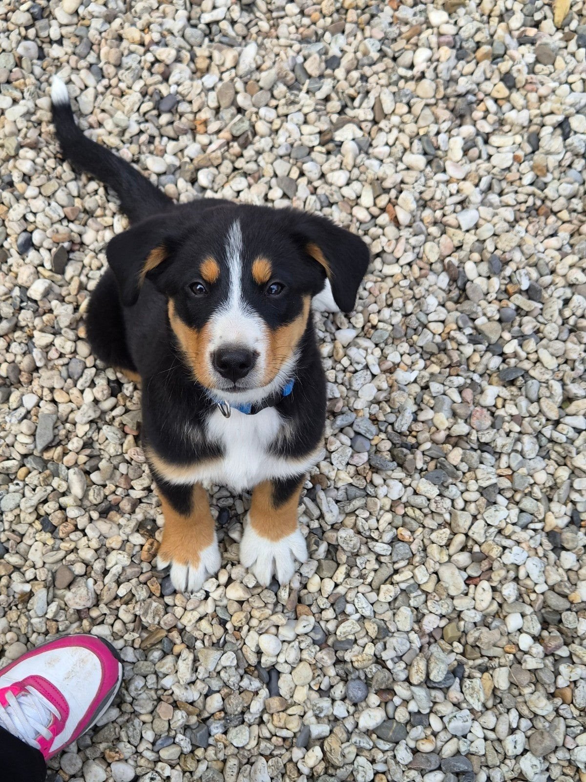 prachtige Berner sennen pups, Dieren en Toebehoren, Honden | Niet-rashonden, CDV (hondenziekte), 8 tot 15 weken, Groot, Meerdere