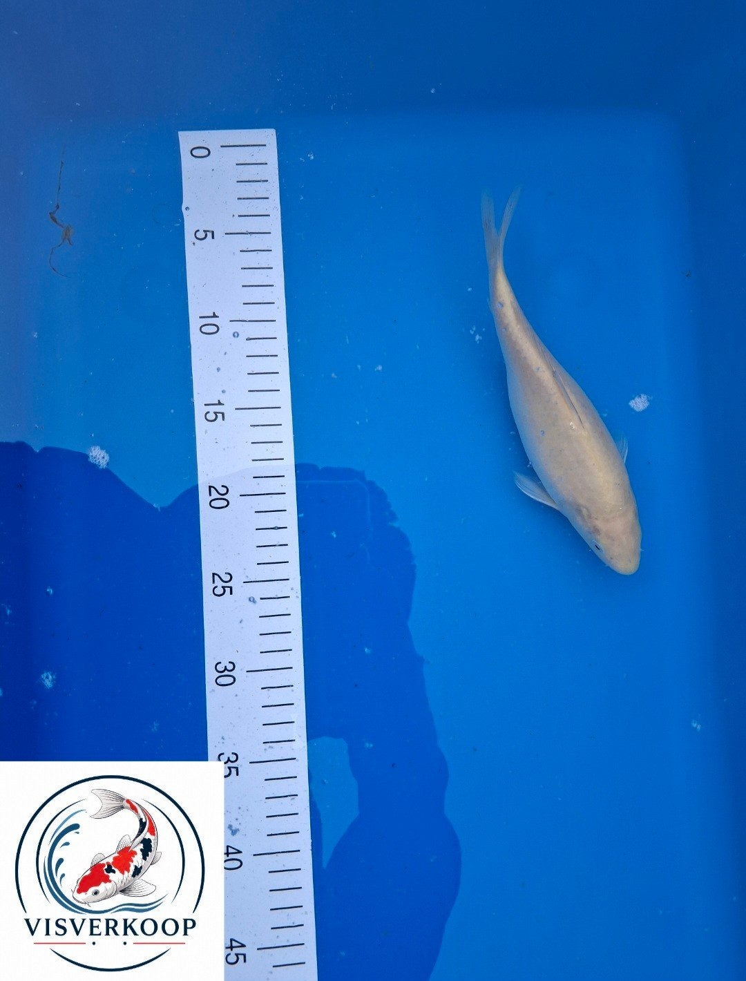 Koi Chagoi., Karper of Koi