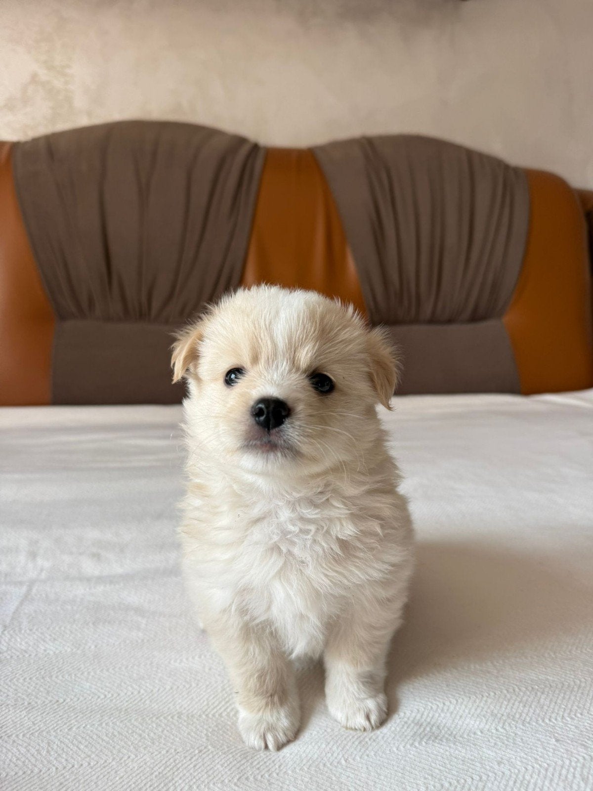 Puppys zoeken thuis, Kleinblijvend adoptie, Dieren en Toebehoren, Honden | Niet-rashonden, Particulier, Reu, 8 tot 15 weken, Buitenland