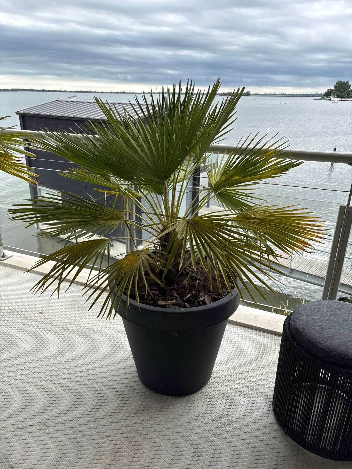 Grote palm in pot - totale hoogte bijna 1.20m, Tuin en Terras, Volle zon, Vaste plant, Bloeit niet, Ophalen