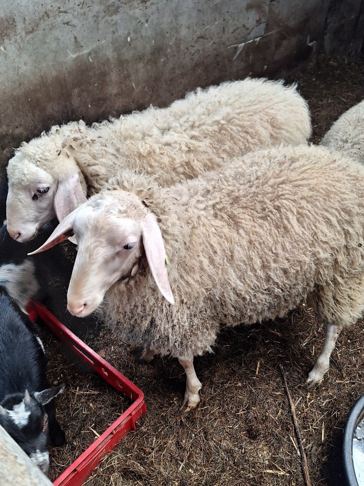 2 jonge grote rammen, Mannelijk, Schaap, 0 tot 2 jaar