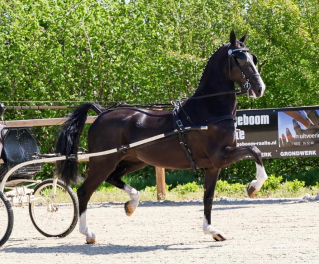 KWPN tuigpaard merrie | 1.61 m | Kanjer x Sir Arie | 4 jaar, Merrie, Met stamboom, Niet van toepassing, 3 tot 6 jaar