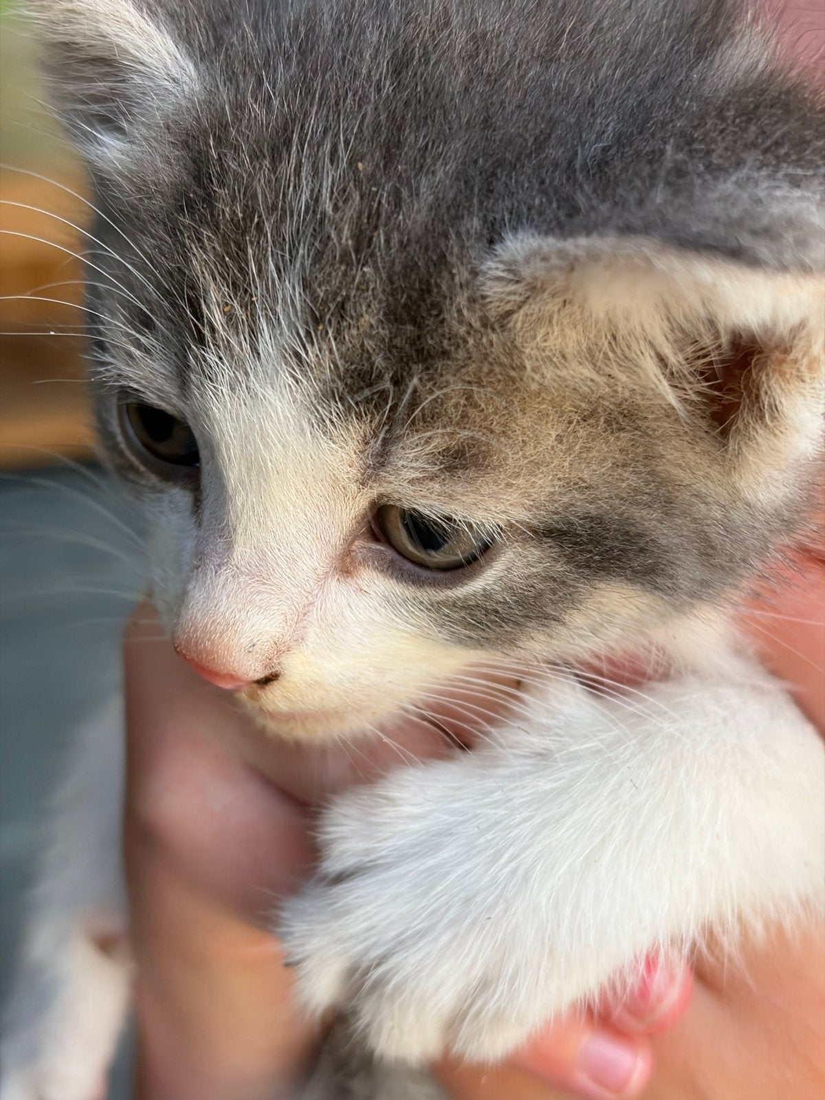 Kitten grijs/ wit / oranje & zwart, Dieren en Toebehoren, Katten en Kittens | Overige Katten, Geslacht onbekend, Kortharig, 0 tot 2 jaar
