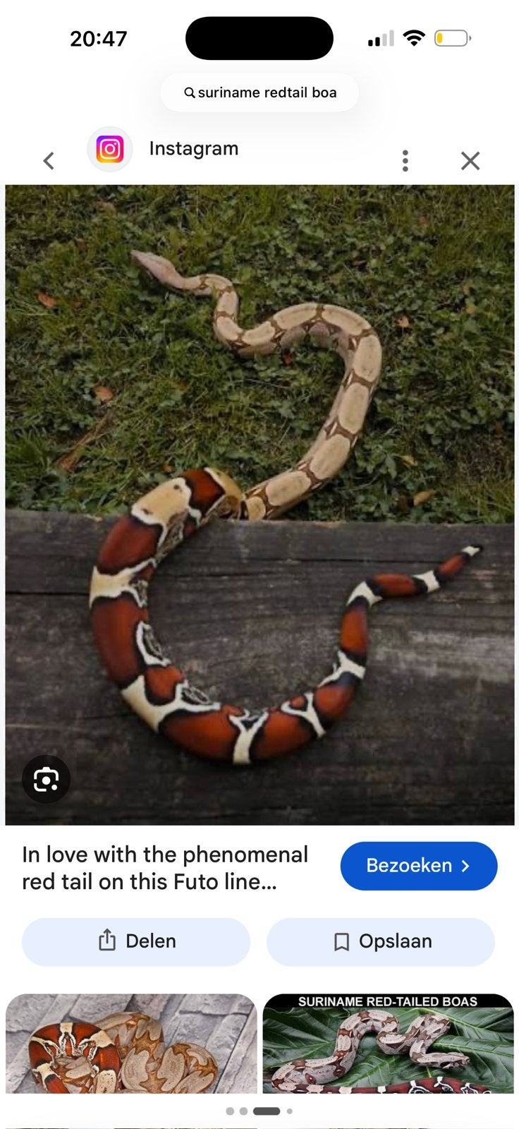 GEZOCHT!! Foto ter idee, Dieren en Toebehoren, Reptielen en Amfibieën, Slang, 0 tot 2 jaar