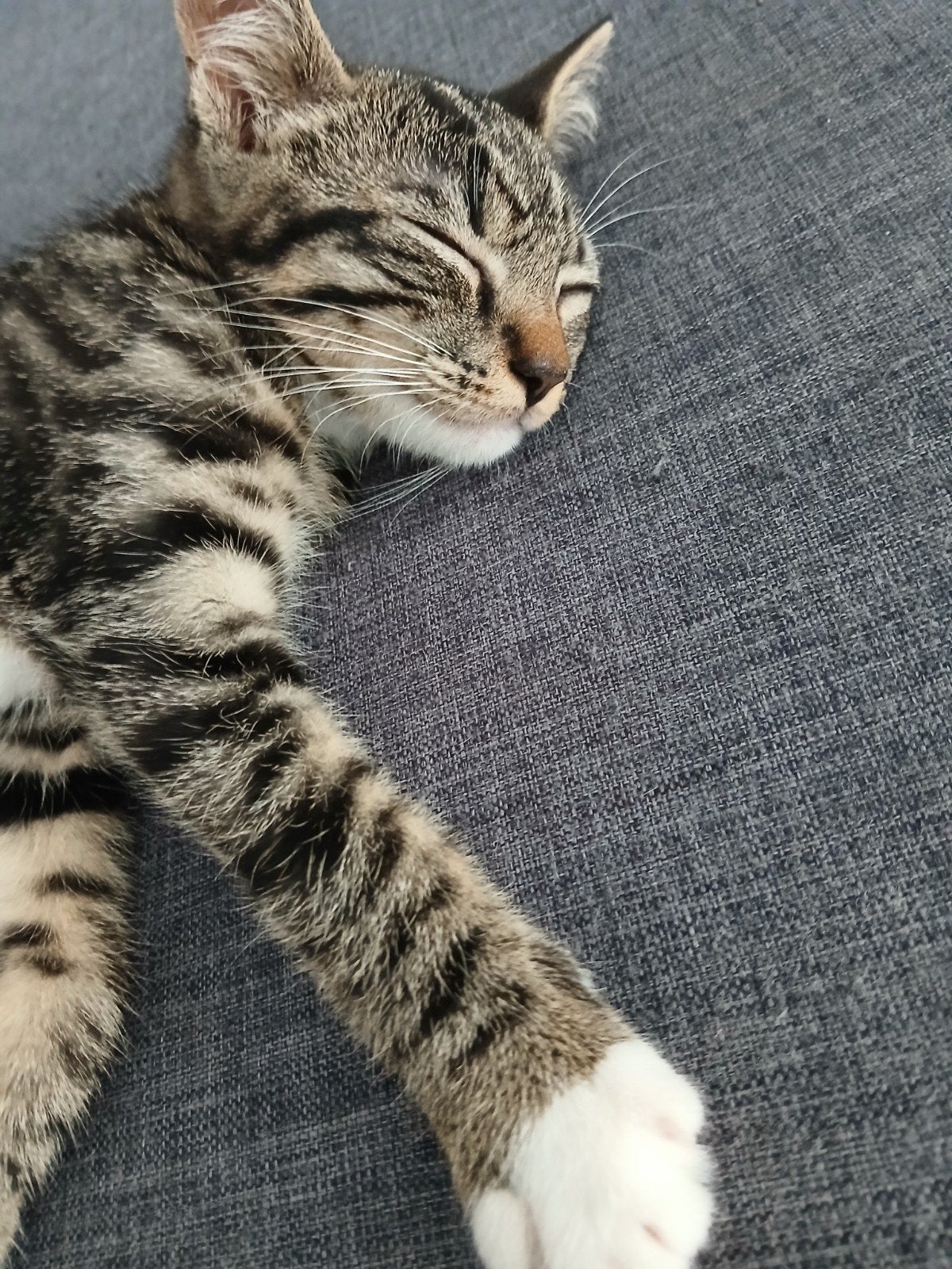 fijn huisje gezocht voor 2 lieve kittens(12 weekjes), Kater