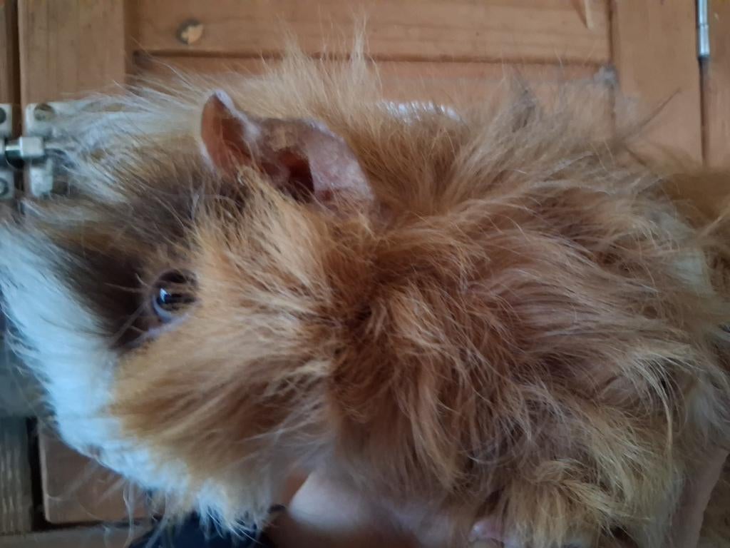 TK 2 lunkarya beertjes, Dieren en Toebehoren, Knaagdieren, Cavia, Mannelijk, Januari, Tam
