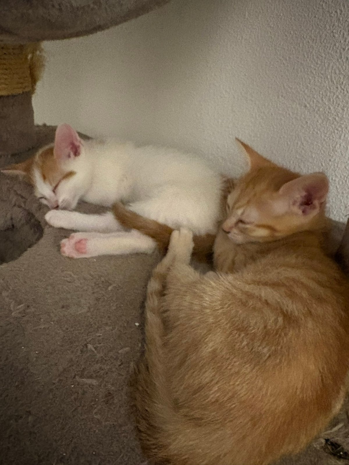 Super sociale gezonde en lieve kittens, Dieren en Toebehoren, Meerdere dieren