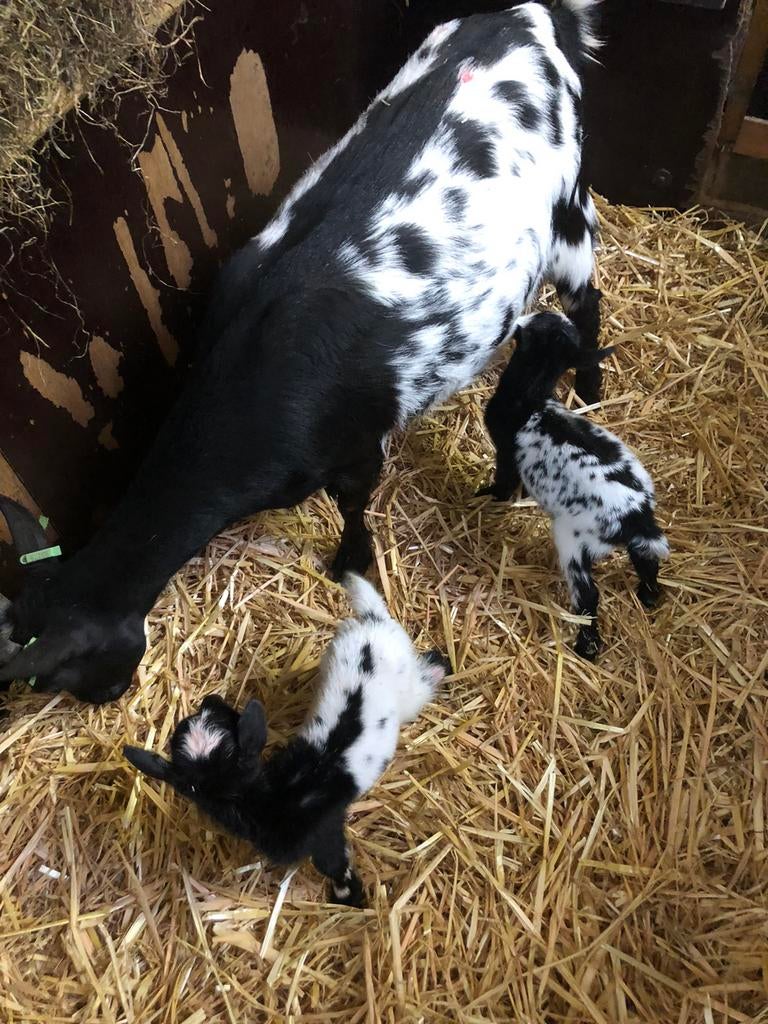 Zeer mooi zwartstippel moeder met 2 lammetjes, Mannelijk, Geit