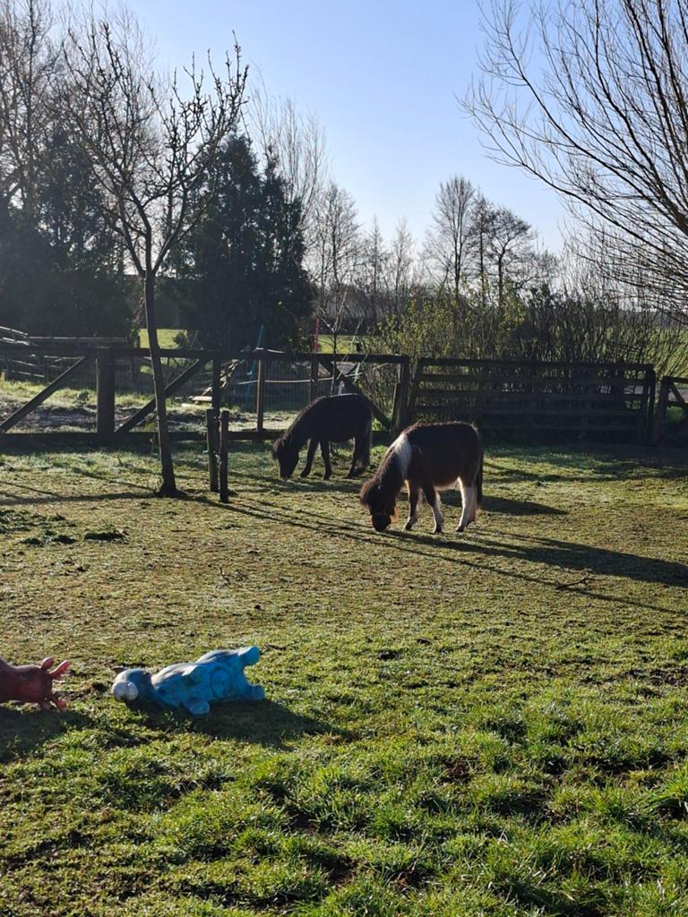 Gezocht: Weiland,weide, land te huur voor onze mini pony's!#, Ophalen of Verzenden, Vee