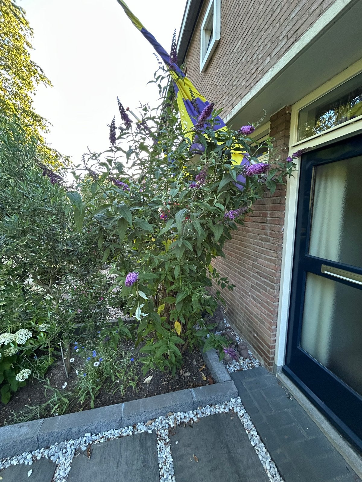 Vlinderstruik (Buddleja davidii) - Paarse bloemen, Tuin en Terras, Volle zon, Vaste plant, Zomer, Ophalen