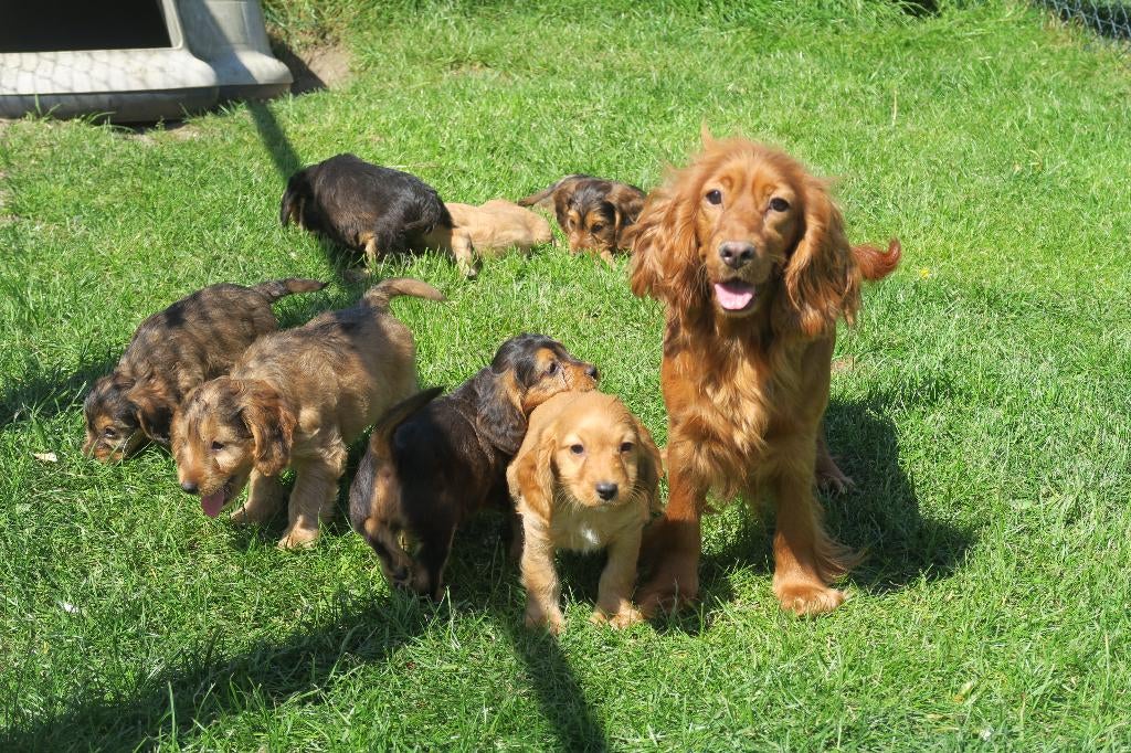 Leuke Cockapoo pups, Poedel, Parvo, Nederland, 8 tot 15 weken