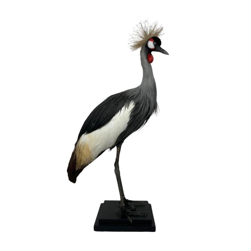 Prachtige opgezette kroonkraanvogel te koop!, Verzamelen, Dierenverzamelingen, Nieuw, Opgezet dier, Vogel, Ophalen of Verzenden