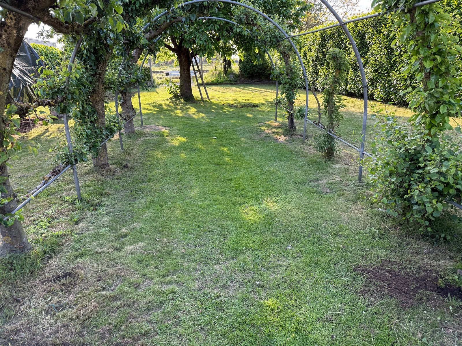Complete boog voor in de tuin 300cm breed-220 hoog, Ophalen, Gebruikt, Staal, 200 cm of meer