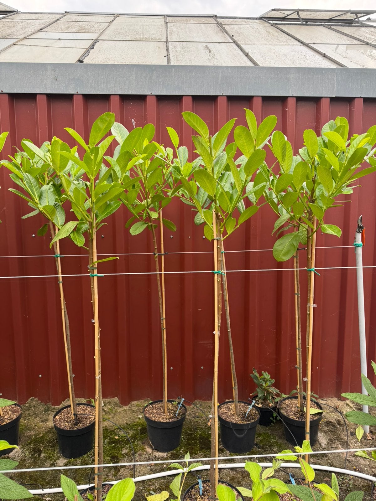 laurier rotundifolia op stam (koopje), Overige soorten, Minder dan 100 cm, Zomer, Ophalen