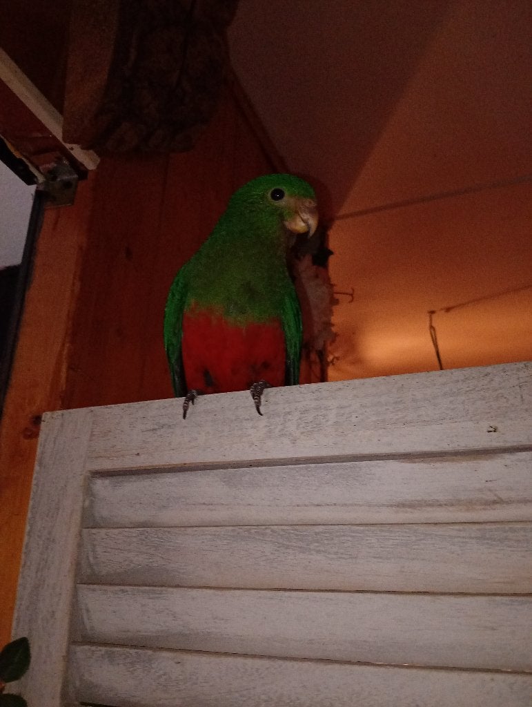 Konigspariet, Dieren en Toebehoren, Geslacht onbekend, Tam