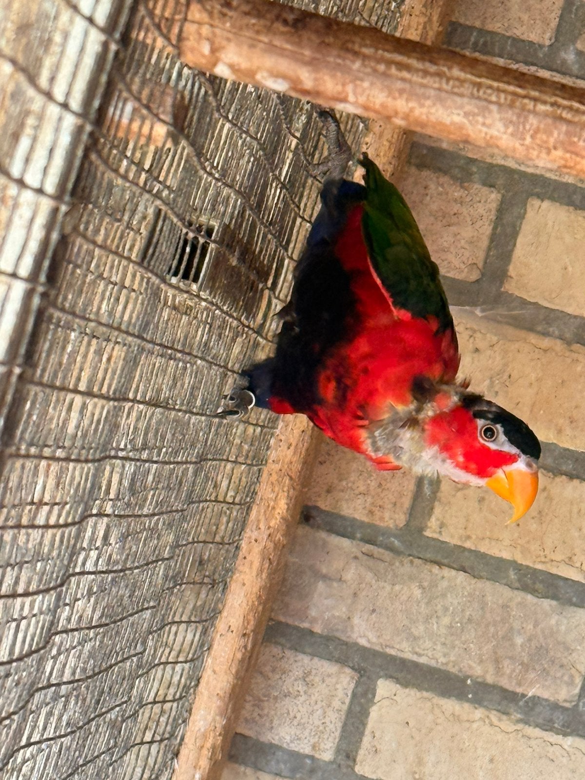 Lorries te koop | zwartkoppen/zwartkappen, Dieren en Toebehoren, Vogels | Parkieten en Papegaaien, Meerdere dieren, Parkiet