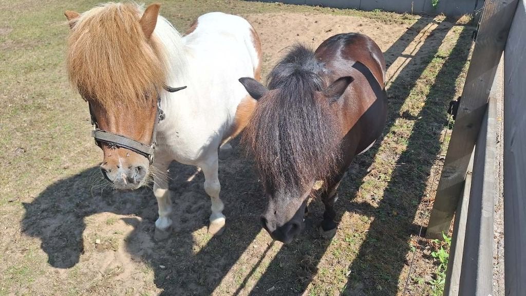 2 merrie mini shetlander zoeken nieuw huis, Dieren en Toebehoren, Pony's, Merrie, Met stamboom, A pony (tot 1.17m), Onbeleerd